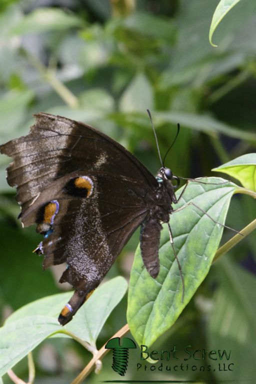 Butterfly - Black Unknown